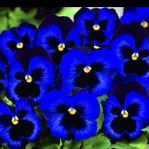 Meet your Posher, Tracey